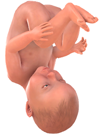 Je baby bij 38 weken