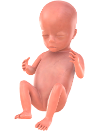 je baby bij 15 weken