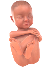 Je baby bij 33 weken