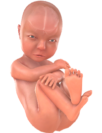Je baby bij 28 weken