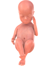 je baby bij 20 weken