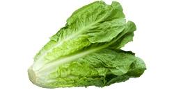Week-36-baby-zo-groot-als-krop-romaine-sla