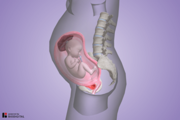 3D model van groeiende baarmoeder met baby erin