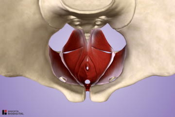 3D model bekkenbodem