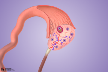 3D model ovulatie