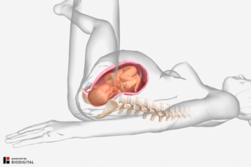 3D model van de uitdrijvingsfase