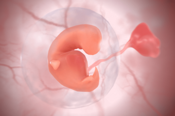 Embryo in eerste trimester van de zwangerschap, week 5