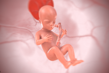 Embryo in tweede trimester, bij 16 weken zwanger