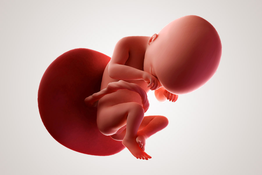 20. SSW Embryo im Bauch