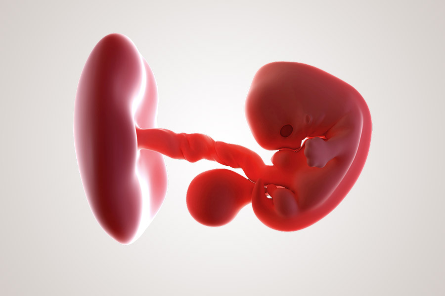 8.SSW Embryo nach 7 Wochen
