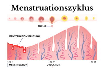 1. SSW Menstruationsyklus
