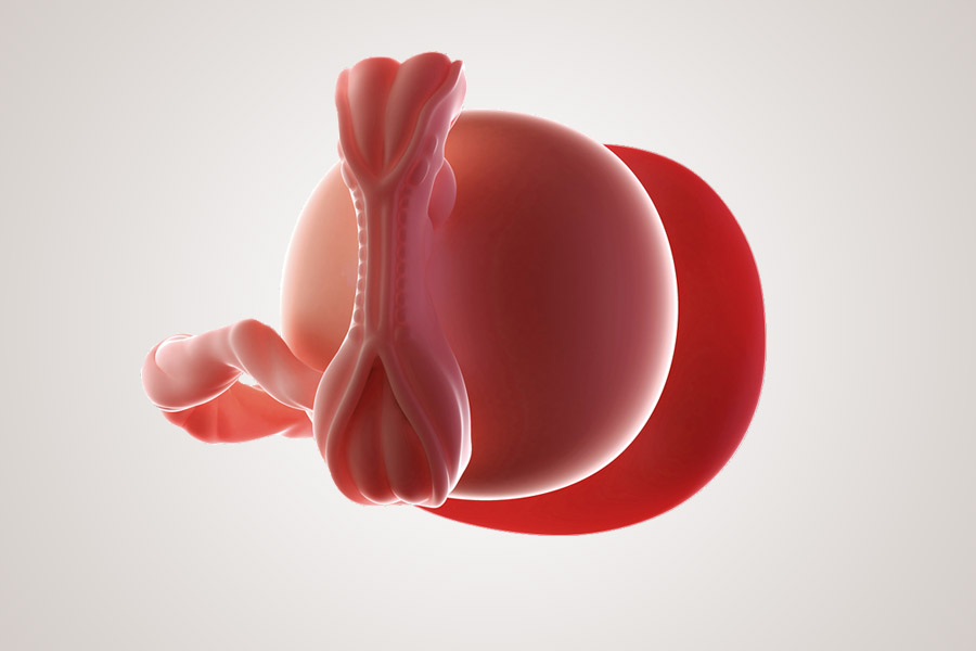 6. SSW Embryo