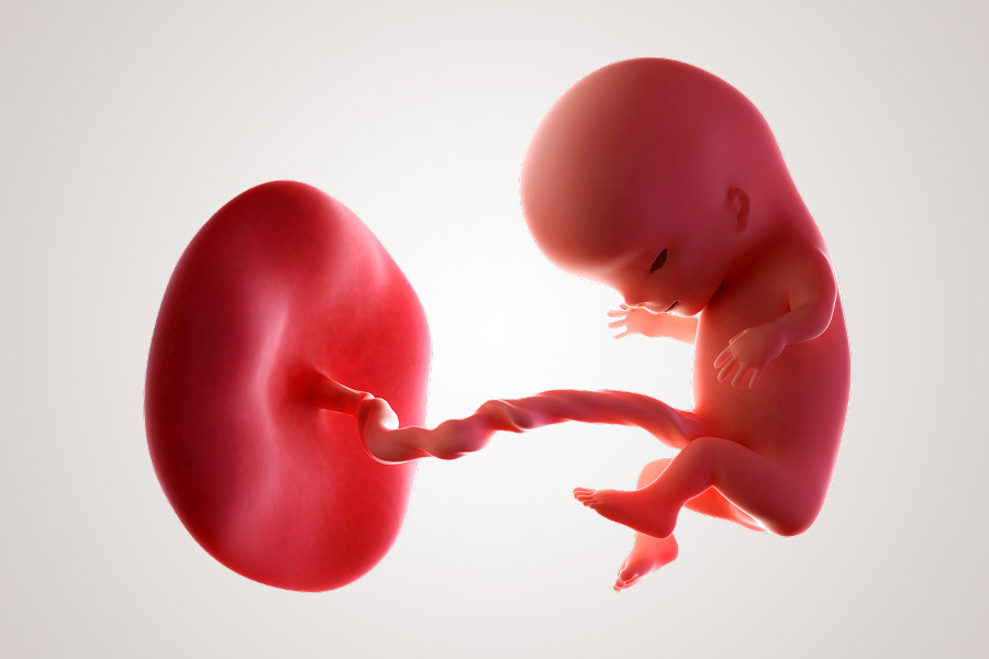 12. SSW Embryo in der 12. SSW