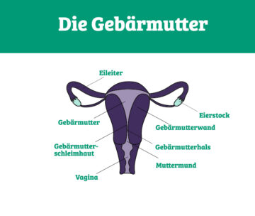 Zeichnung einer Gebärmutter