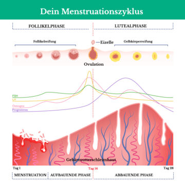 Darstellung des Menstruarzionszyklus