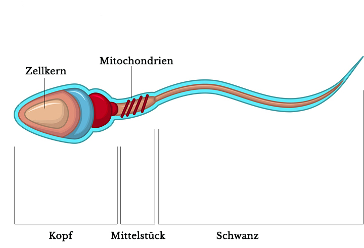 Wie Viel Proteine Hat Sperma www.24schwanger.de