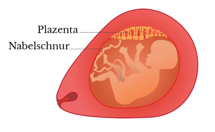 Infographik einer Nabelschnur in der Gebärmutter.