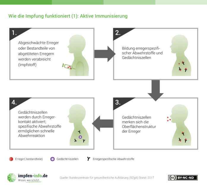 Infographik der BZgA über die aktive Immunisierung.
