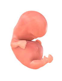 8. SSW Embryo