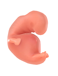 7. SSW Embryo