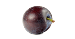 13. SSW Pflaume