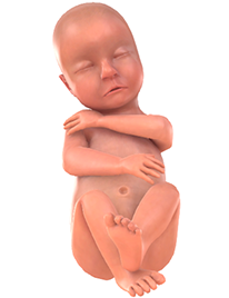 27. SSW baby