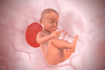 33. SSW Baby 3D