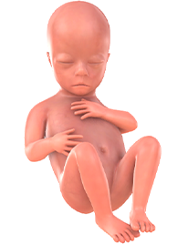 19. SSW Dein Baby