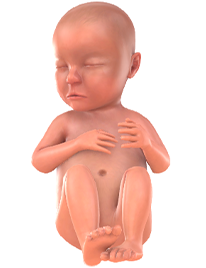 28. SSW dein baby