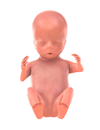 14. SSW Baby