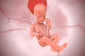 18. SSW Baby 3D