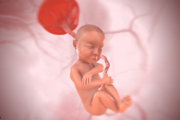 31. SSW Baby 3D