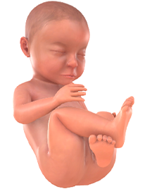 33. SSW Baby