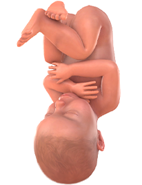 41. SSW Baby