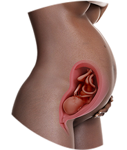 30. SSw Babybauch