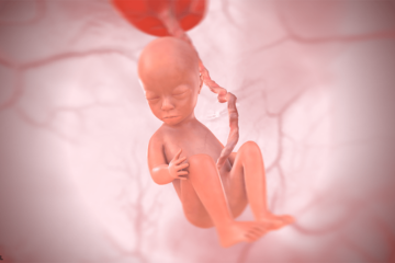 22. SSW Baby 3D