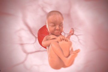 36. SSW Baby 3D