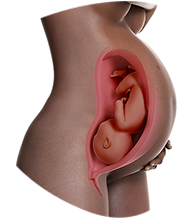40. SSW Babybauch