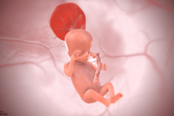 Baby 13. SSW 3D
