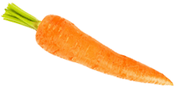 dein Baby ist so größ wie eine Möhre