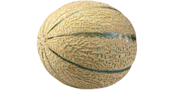 35. SSW dein Baby ist so groß wie eine Cantaloupe Melone