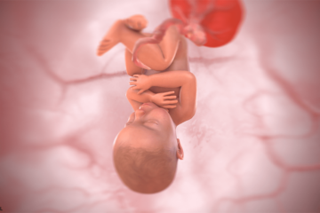 41. SSW Baby 3D