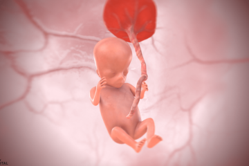 12. SSW Baby 3D