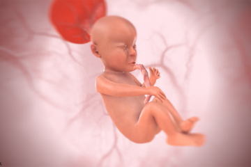 25. SSW Baby 3D