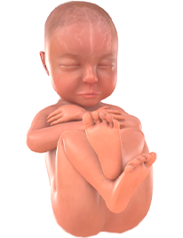 36. SSW Baby