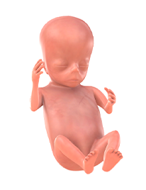 13. SSW Baby