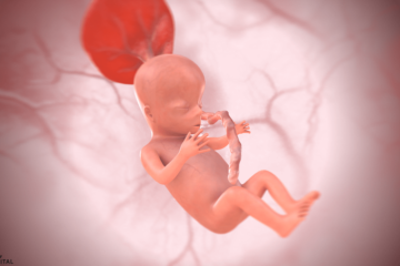 14. SSW Baby in 3D
