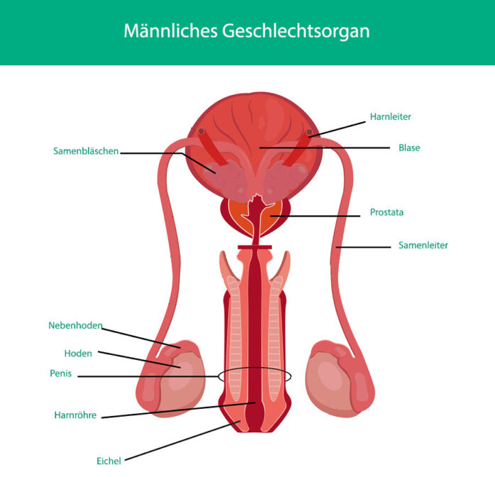 Männliches Geschlechtsorgan