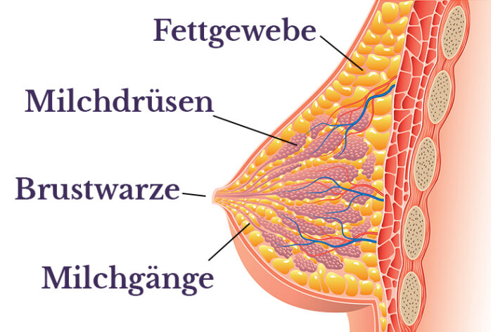Infografik Brust